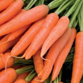 Hectarul - SEMINTE MORCOV SIRKANA 100000 seminte NUNHEMS